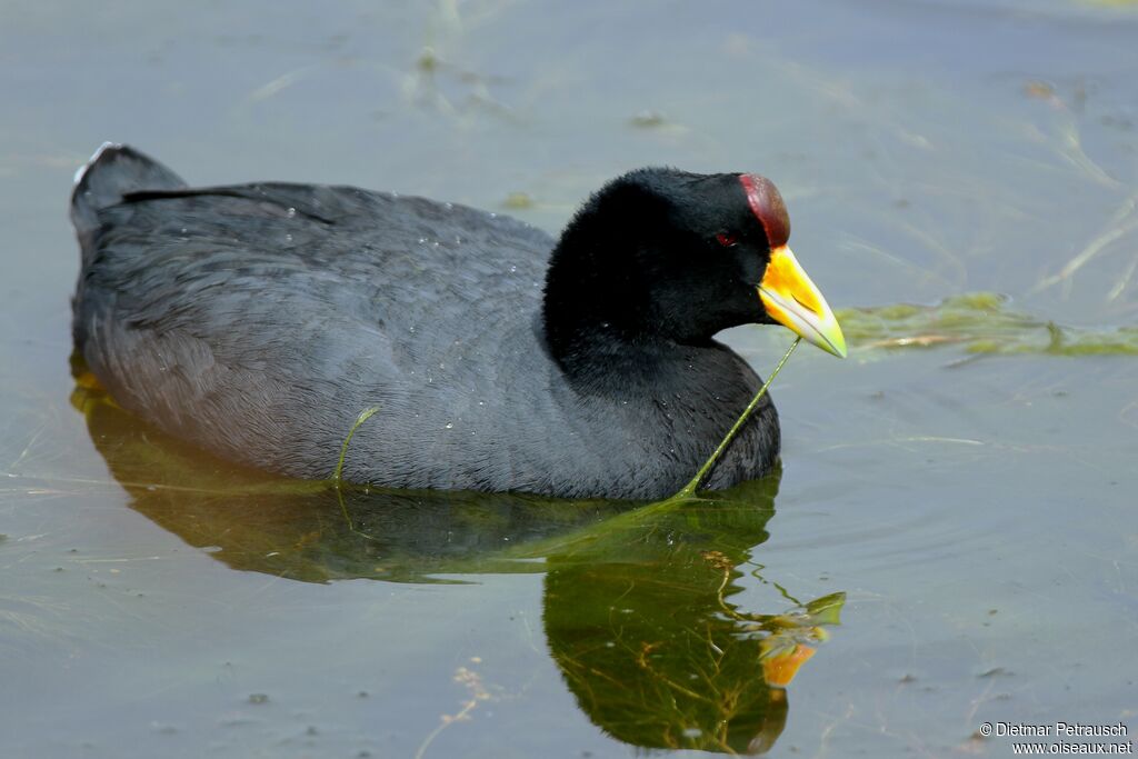 Andean Cootadult