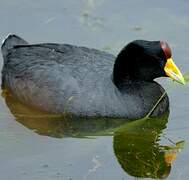 Andean Coot