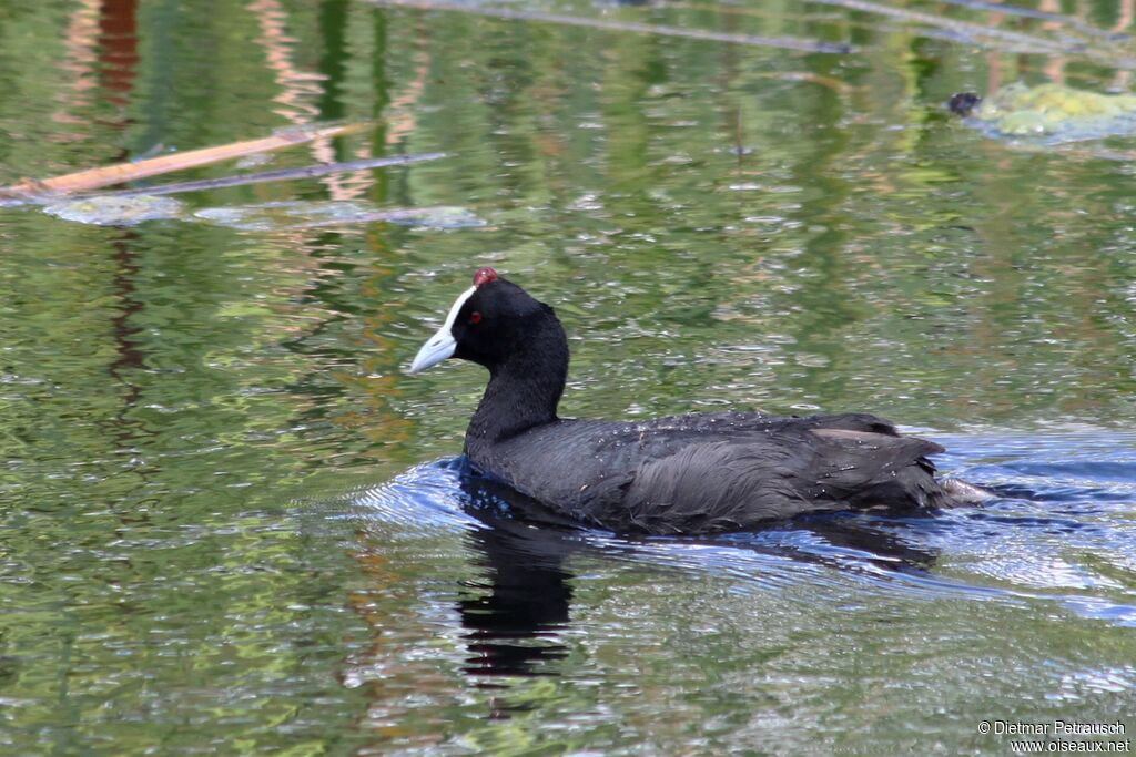 Red-knobbed Cootadult