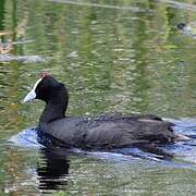 Red-knobbed Coot