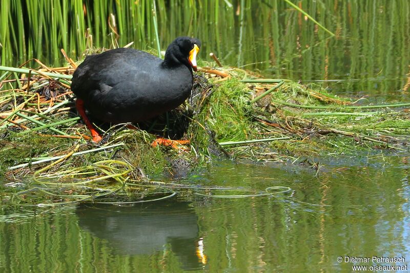 Giant Cootadult, Reproduction-nesting