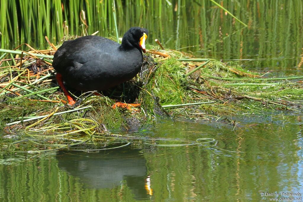 Giant Cootadult, Reproduction-nesting