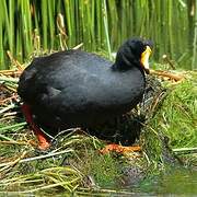 Giant Coot