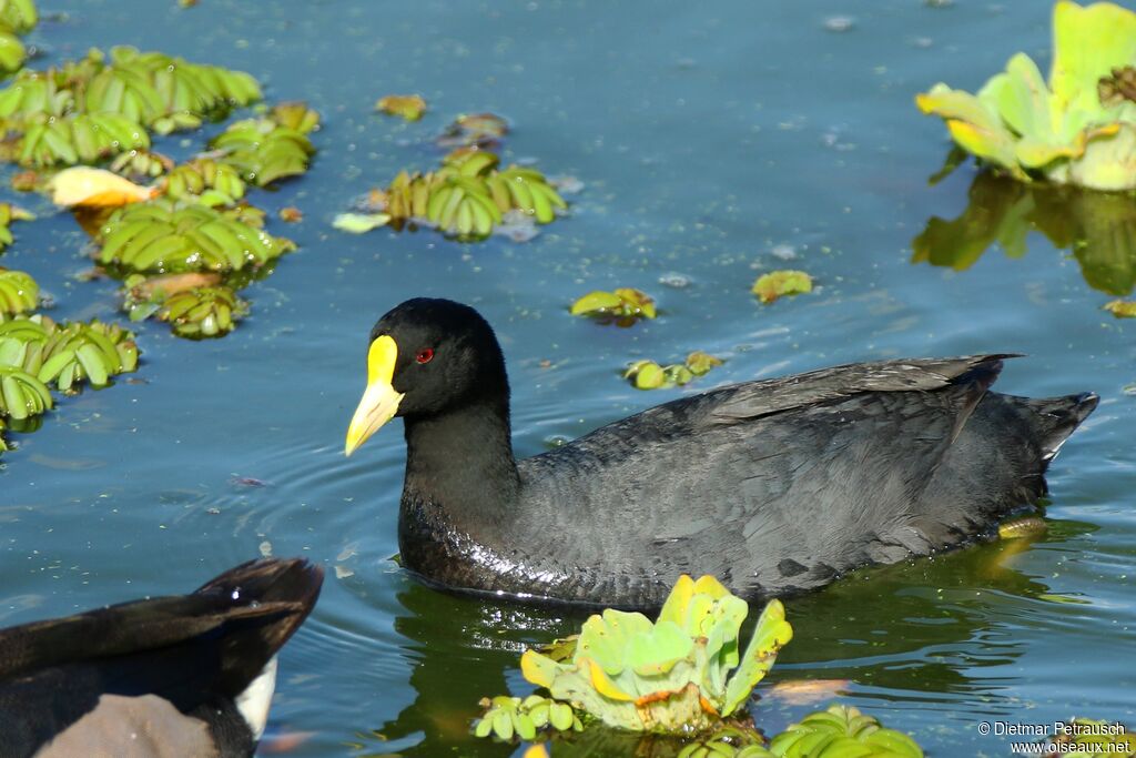 Foulque leucoptèreadulte