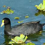 Foulque leucoptère