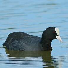 Foulque macroule