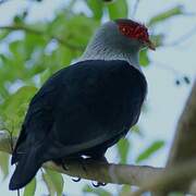 Seychelles Blue Pigeon