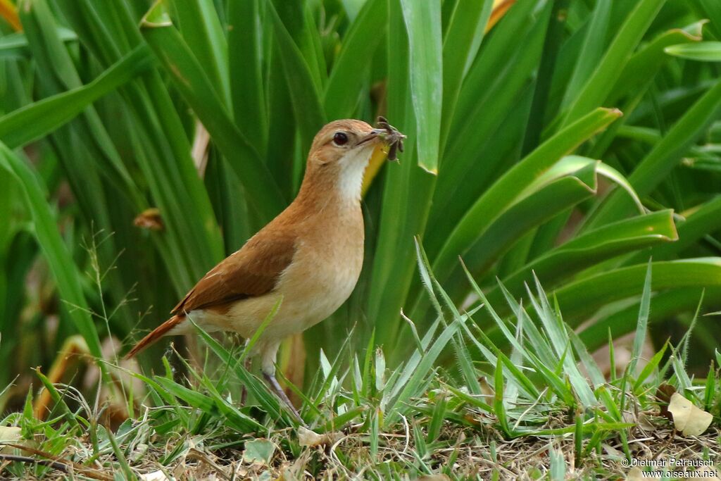 Rufous Horneroadult