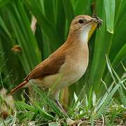 Rufous Hornero