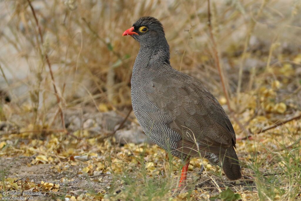 Francolin à bec rougeadulte