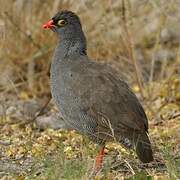 Red-billed Spurfowl