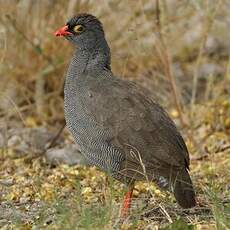 Francolin à bec rouge