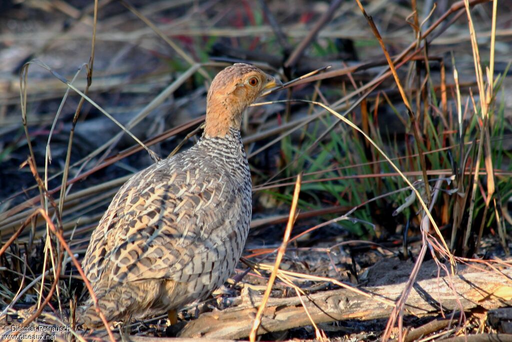 Francolin coqui mâle adulte