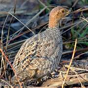 Coqui Francolin