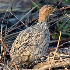 Francolin coqui