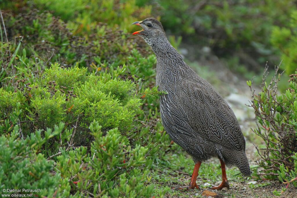 Francolin criardadulte