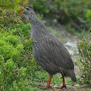 Cape Spurfowl