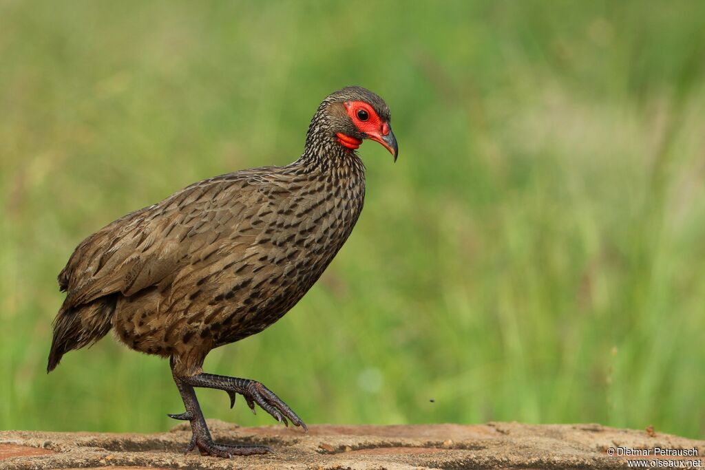 Francolin de Swainsonadulte