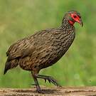 Francolin de Swainson