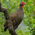 Francolin de Swainson