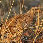 Francolin du Natal