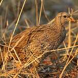 Francolin du Natal