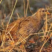 Natal Spurfowl