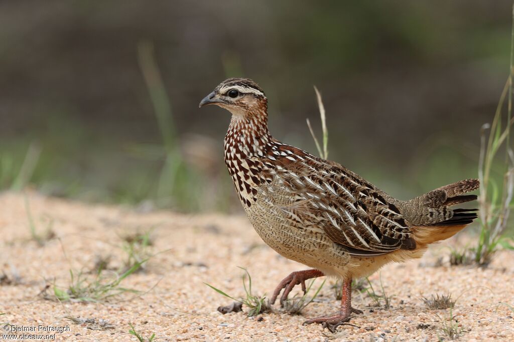 Crested Francolinadult