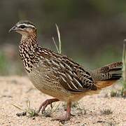 Crested Francolin