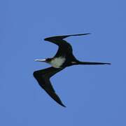 Great Frigatebird