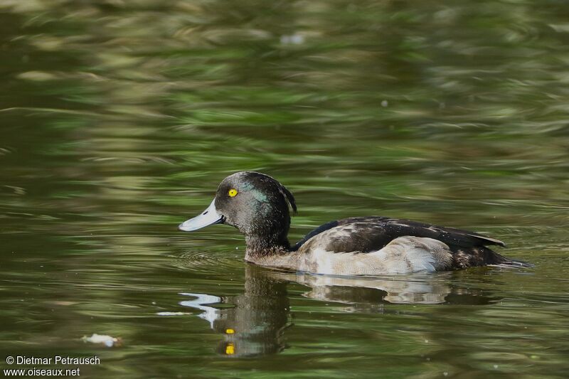 Tufted Duck male adult transition