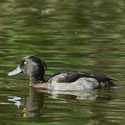 Tufted Duck