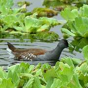 Spot-flanked Gallinule