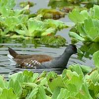 Gallinule à face noire