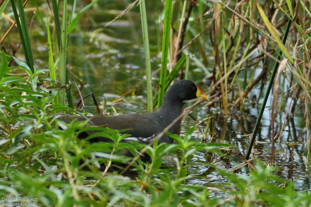 Gallinule africaineadulte, identification