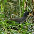 Gallinule africaine