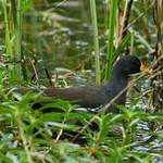 Gallinule africaine