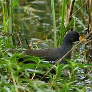 Lesser Moorhen