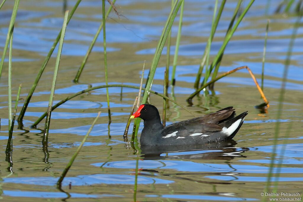 Gallinule d'Amériqueadulte