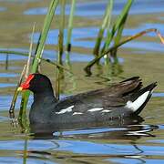 Common Gallinule