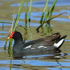 Gallinule d'Amérique