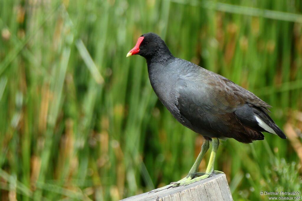 Gallinule d'Amériqueadulte