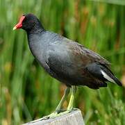 Gallinule d'Amérique