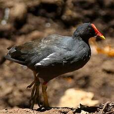 Gallinule poule-d'eau