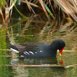 Gallinule poule-d'eau