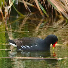 Gallinule poule-d'eau