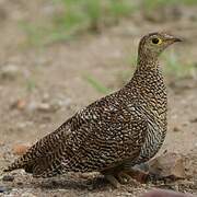 Double-banded Sandgrouse