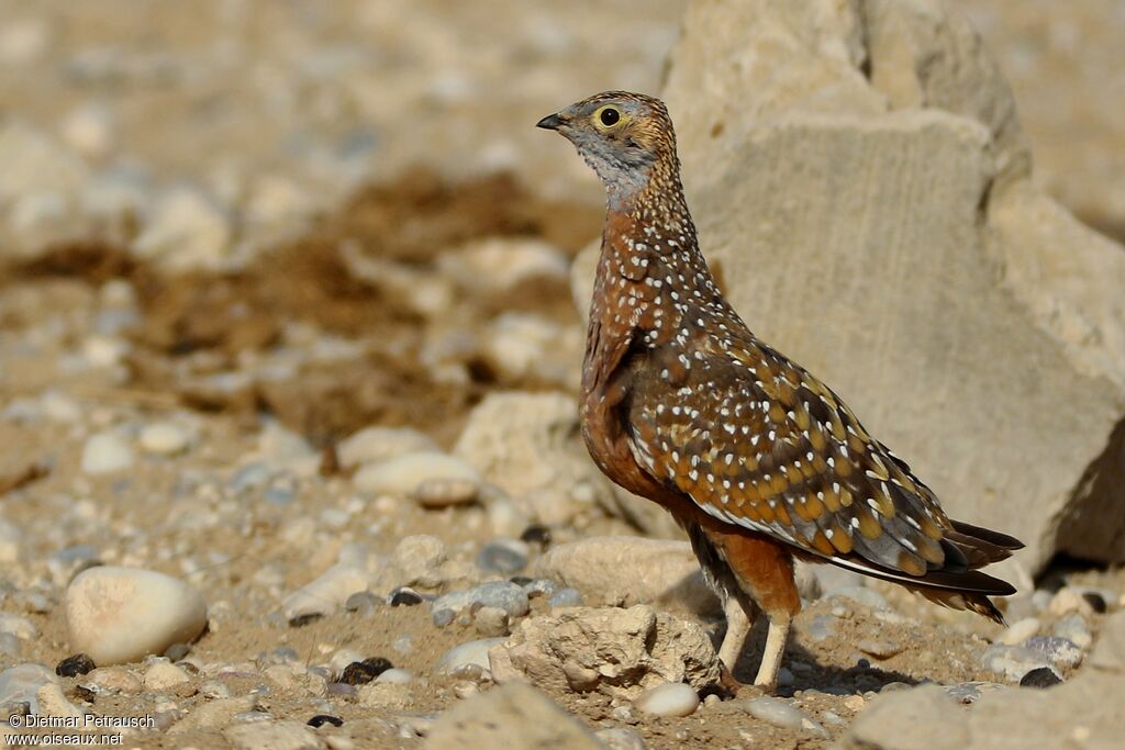 Burchell's Sandgrouse male adult