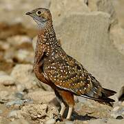 Burchell's Sandgrouse