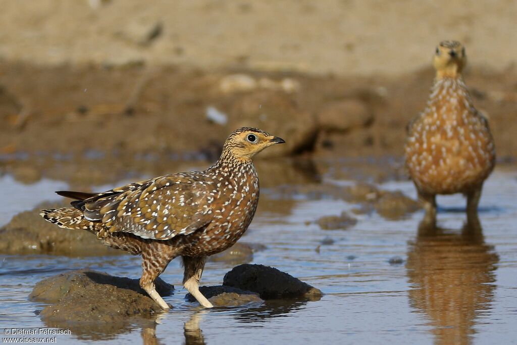 Burchell's Sandgrouse female adult